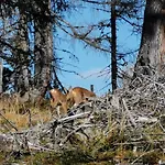Wipferl - Dein Nest In Den Bergen Maria Luggau
