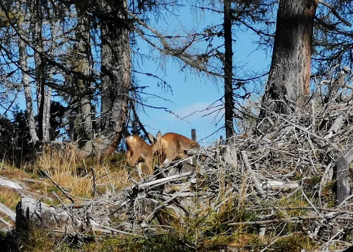 Wipferl - Dein Nest In Den Bergen Maria Luggau