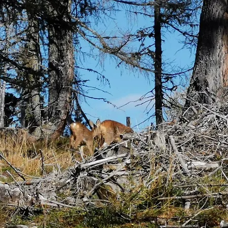Wipferl - Dein Nest In Den Bergen Maria Luggau